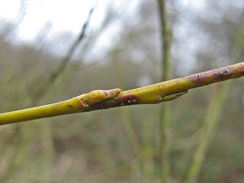 Saule à trois étamines