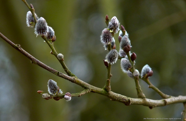 Saule des vanniers