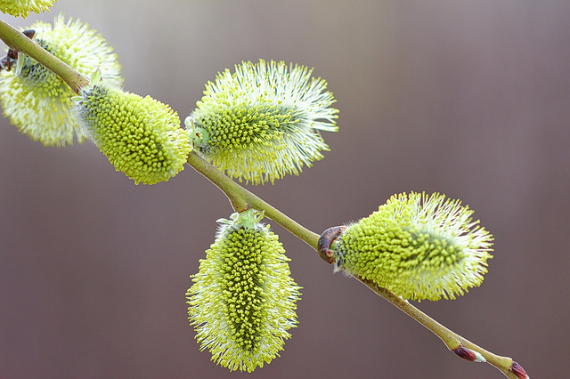 Saule des vanniers (Salix viminalis)