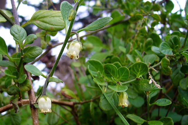 Muguet des pampas