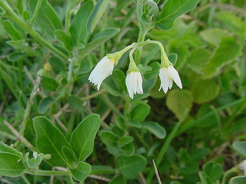 Muguet des pampas