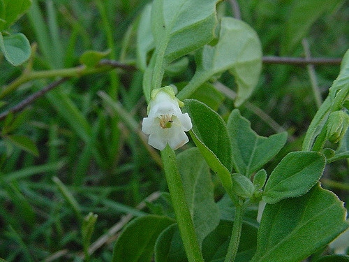 Muguet des pampas