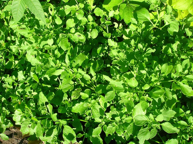 Muguet des pampas (Salpichroa origanifolia)