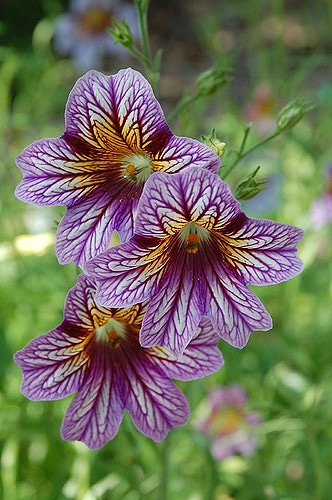 Salpiglossis à fleurs changeantes