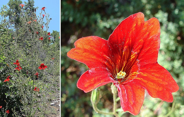 Salpiglossis à fleurs changeantes