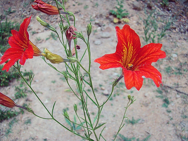 Salpiglossis à fleurs changeantes