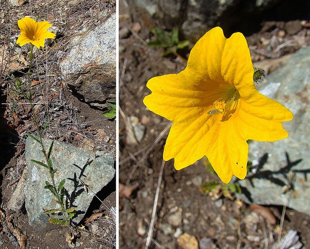 Salpiglossis à fleurs changeantes