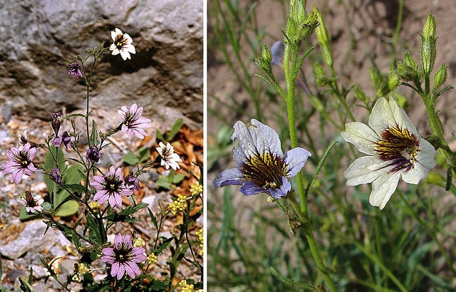 Salpiglossis à fleurs changeantes (Salpiglossis sinuata)