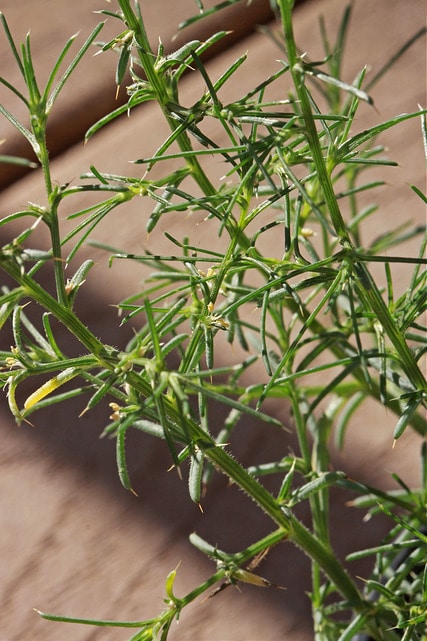 Salsola collina