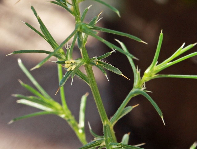 Salsola collina