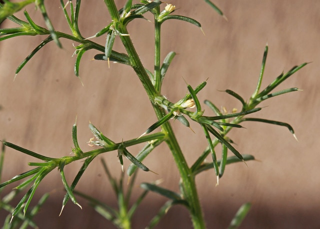 Salsola collina