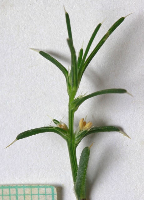 Salsola collina