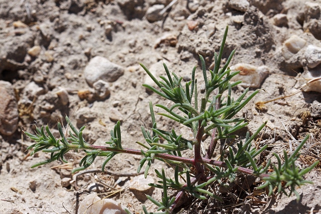 Salsola collina