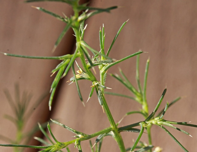 Salsola collina