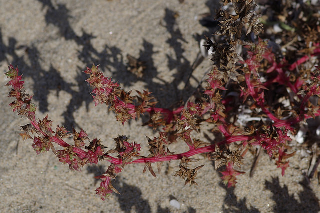 Soude commune (Salsola soda)