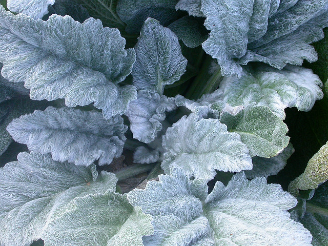 Sauge argentée (Salvia argentea)