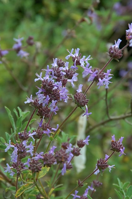 Salvia clevelandii