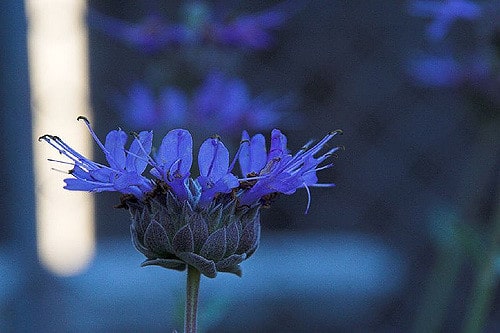 Salvia clevelandii