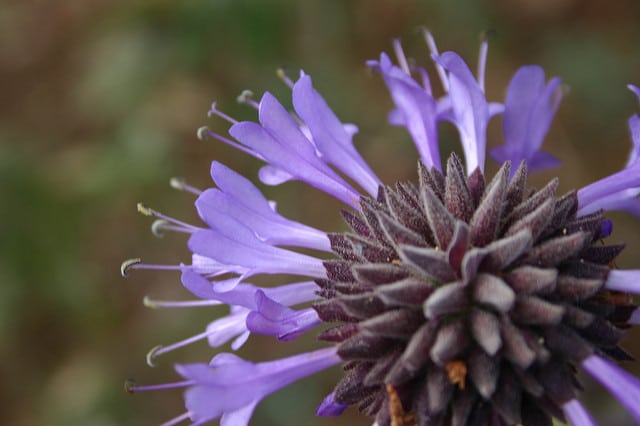 Salvia clevelandii