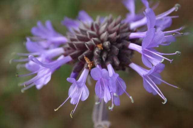 Salvia clevelandii