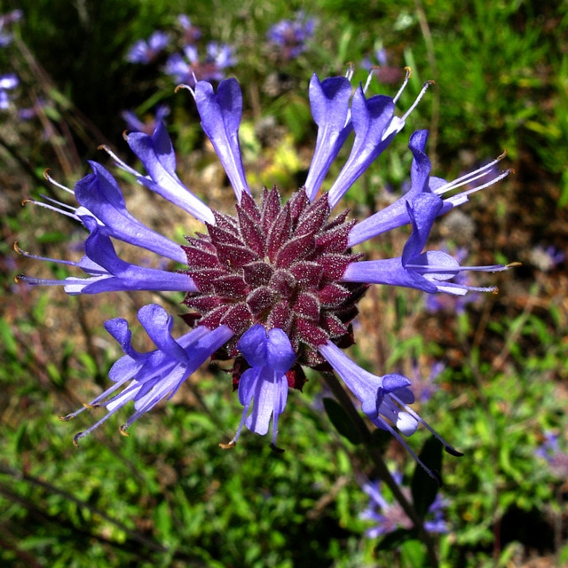 Salvia clevelandii