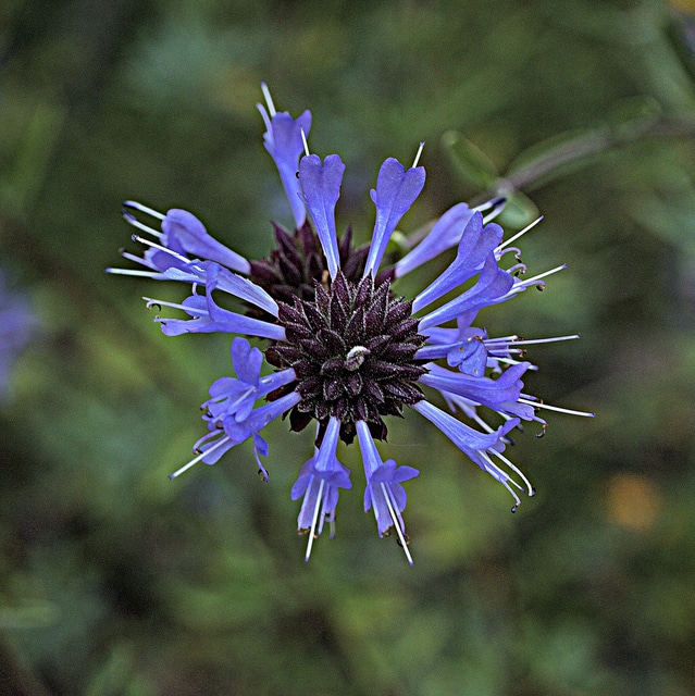 Salvia clevelandii