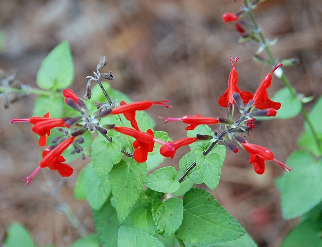 Sauge lady in red (Salvia coccinea)