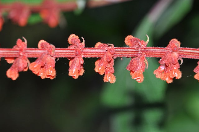 Sauge de velours rouge (Salvia confertiflora)
