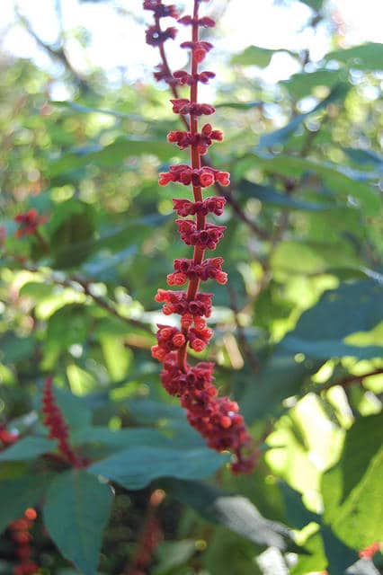 Sauge de velours rouge