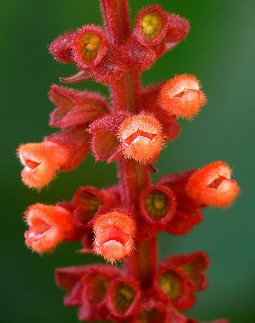 Sauge de velours rouge