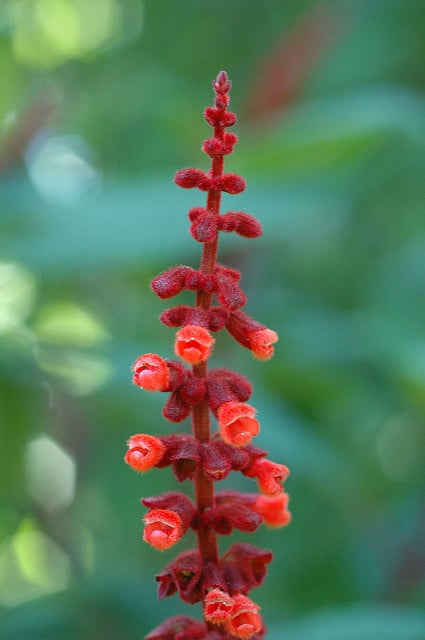 Sauge de velours rouge