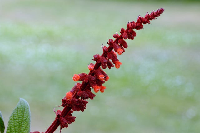 Sauge de velours rouge