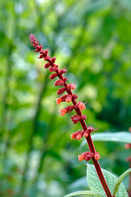 Sauge de velours rouge