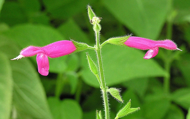 Sauge à senteurs fruits exotiques (Salvia dorisiana)
