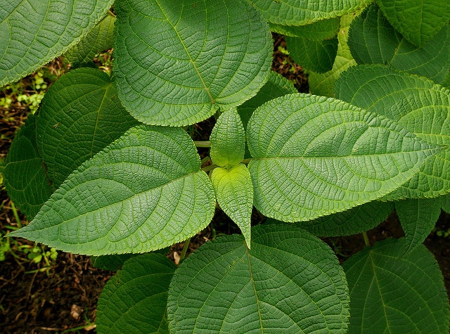 Sauge à senteurs fruits exotiques