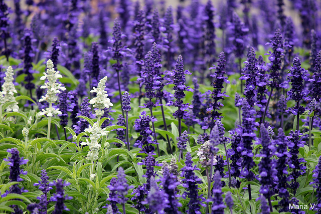 Sauge farineuse (Salvia farinacea)
