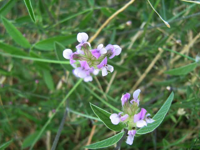 Sauge trilobée (Salvia fruticosa)
