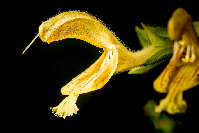 Sauge glutineuse (Salvia glutinosa)