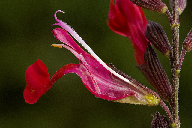Sauge de gregg (Salvia greggii)