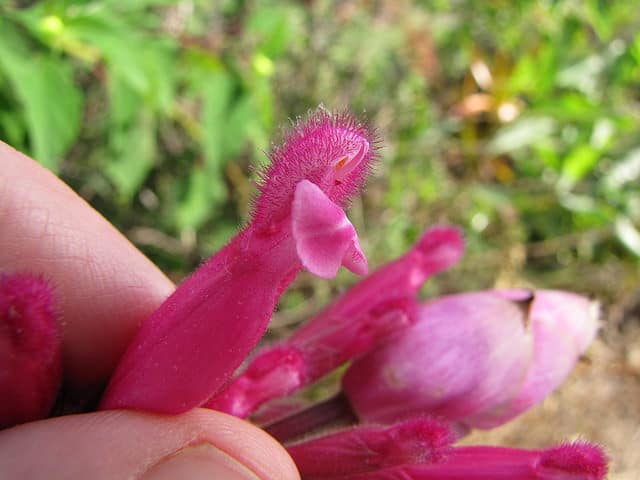 Sauge involucre