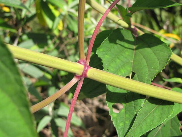 Sauge involucre