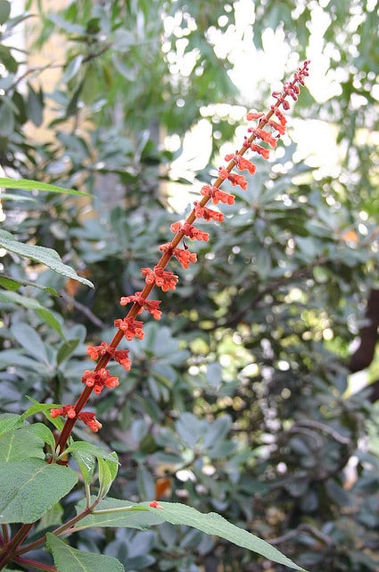 Sauge involucre