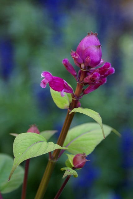 Sauge involucre