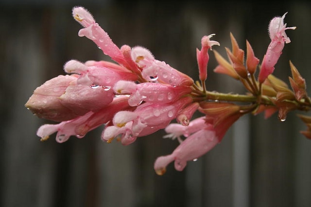 Sauge involucre