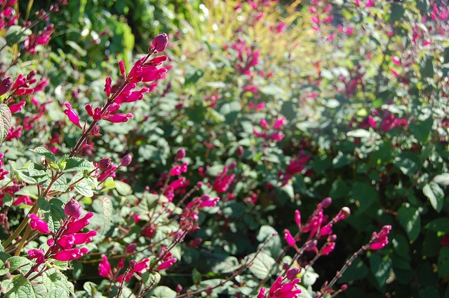 Sauge involucre (Salvia involucrata)