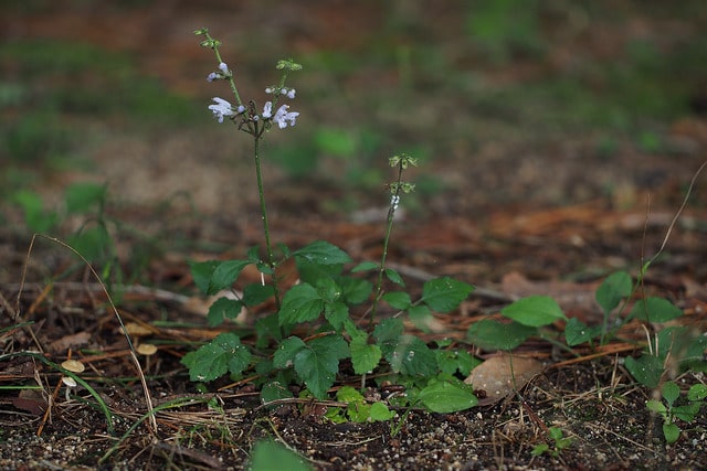 Sauge du japon (Salvia japonica)