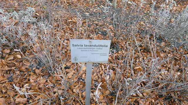 Sauge à feuilles de lavande