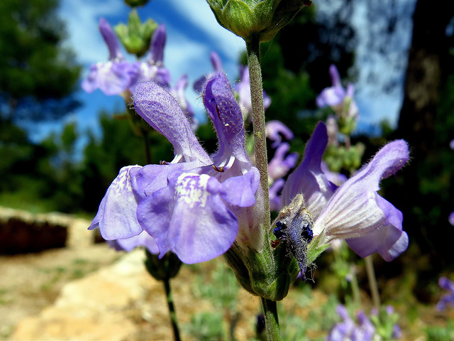 Sauge à feuilles de lavande (Salvia lavandulifolia)
