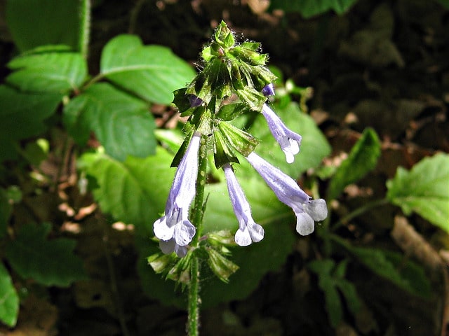 Sauge à feuilles de lyre (Salvia lyrata)