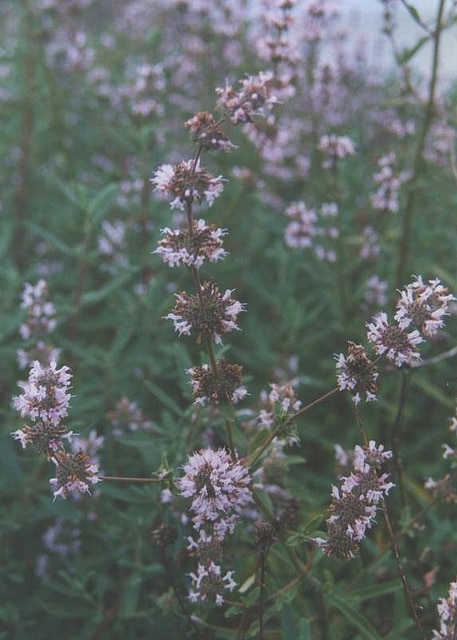 Salvia mellifera